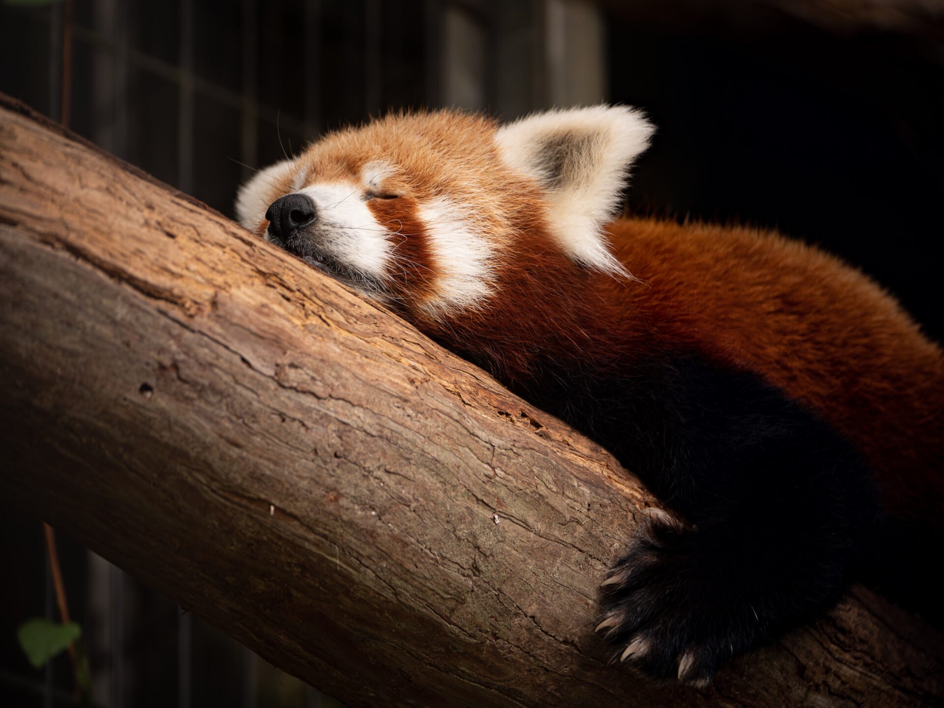 🌴 아타가와 열대 & 악어 정원 (아타가와 바나나 와니엔) 이미지 7